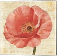 Blushing Poppy on Cream Fine Art Print