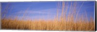 Prairie Grass, Blue Sky, Marion County, Illinois, USA Fine Art Print