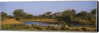 Grevy's zebra and African buffalo's grazing on a landscape, Samburu, Kenya Fine Art Print