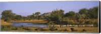 Herd of Zebra (Equus grevyi) and African Buffalo (Syncerus caffer) in a field, Uaso Nyrio River, Samburu, Kenya Fine Art Print