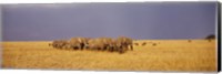 Elephants of Masai Mara National Reserve, Kenya Fine Art Print