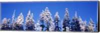 Snow Covered Pine Trees, Oregon Fine Art Print