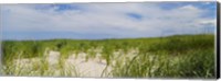 Sand dunes at Crane Beach, Ipswich, Essex County, Massachusetts, USA Fine Art Print