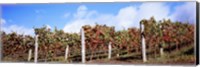 Vines in a vineyard, Napa Valley, Wine Country, California, USA Fine Art Print