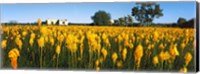 Bulbinella nutans flowers in a field, Northern Cape Province, South Africa Fine Art Print