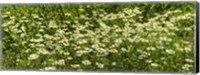 German chamomile (Matricaria chamomilla) in bloom Fine Art Print