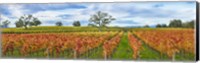 Autumn color vineyards, Guerneville Road, Sonoma County, California, USA Fine Art Print