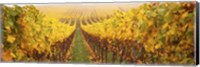 Vine crop in a vineyard, Riquewihr, Alsace, France Fine Art Print