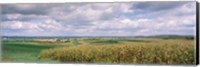 Corn and Alfalfa Fields, Wisconsin Fine Art Print