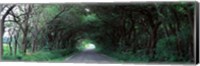 Road Through Trees Marion County, Illinois, USA Fine Art Print