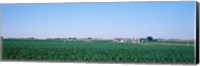 Soybean field Ogle Co IL USA Fine Art Print