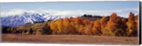 Autumn Grand Teton National Park WY Fine Art Print