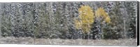 Pine Trees In A Forest, Grand Teton National Park, Wyoming, USA Fine Art Print