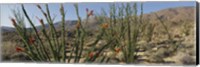 Ocotillo Anza Borrego Desert State Park CA Fine Art Print