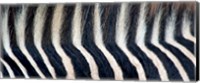 Close-up of a Greveys zebra stripes and mane Fine Art Print