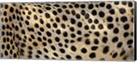 Close-up of the spots on a cheetah Fine Art Print