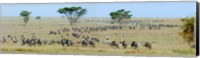 Herd of wildebeest and zebras in a field, Ngorongoro Conservation Area, Arusha Region, Tanzania Fine Art Print