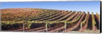 Rows of vines on a hill, Napa Valley, California, USA Fine Art Print