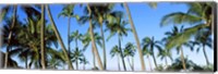 Low angle view of palm trees, Oahu, Hawaii, USA Fine Art Print