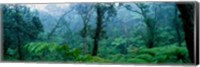 Trees in a rainforest, Hawaii Volcanoes National Park, Big Island, Hawaii, USA Fine Art Print