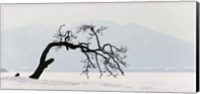 Contorted tree at a frozen lake, Lake Kussharo, Hokkaido, Japan Fine Art Print