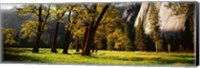 Trees near the El Capitan, Yosemite National Park, California, USA Fine Art Print