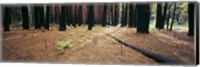 Burnt pine trees in a forest, Yosemite National Park, California, USA Fine Art Print