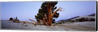 Bristlecone pine tree in Ancient Bristlecone Pine Forest, White Mountains, California, USA Fine Art Print