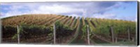 Vines shedding their leaves, Napa Valley, California, USA Fine Art Print