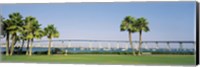 Palm trees on the coast with bridge in the background, Coronado Bay Bridge, San Diego, San Diego County, California, USA Fine Art Print