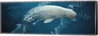 Close-up of a Beluga whale in an aquarium, Shedd Aquarium, Chicago, Illinois, USA Fine Art Print