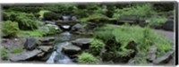 River Flowing Through A Forest, Inniswood Metro Gardens, Columbus, Ohio, USA Fine Art Print