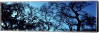 Silhouette of an Oak tree, Oakland, California, USA Fine Art Print