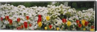 Flowers in a garden, Sherwood Gardens, Baltimore, Maryland, USA Fine Art Print