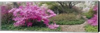 Azalea flowers in a garden, Garden of Eden, Ladew Topiary Gardens, Monkton, Baltimore County, Maryland, USA Fine Art Print