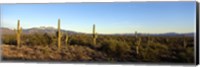 Saguaro cacti in a desert, Four Peaks, Phoenix, Maricopa County, Arizona, USA Fine Art Print