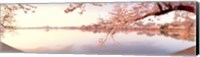 Cherry blossoms at the lakeside, Washington DC Fine Art Print
