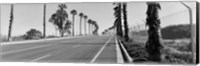 Palm trees along a road, San Diego, California, USA Fine Art Print
