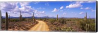 Road, Saguaro National Park, Arizona, USA Fine Art Print