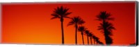 Silhouette of Date Palm trees in a row at dawn, Phoenix, Arizona, USA Fine Art Print