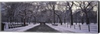 Bare trees in a park, Central Park, New York City, New York State, USA Fine Art Print