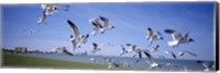 Flock of seagulls flying on the beach, New York State, USA Fine Art Print