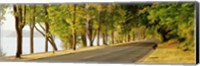 Trees on both sides of a road, Lake Washington Boulevard, Seattle, Washington State, USA Fine Art Print