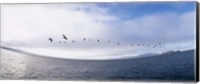 Pelicans flying over the sea, Alcatraz, San Francisco, California, USA Fine Art Print