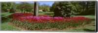 Azalea and Tulip Flowers in a park, Sherwood Gardens, Baltimore, Maryland, USA Fine Art Print