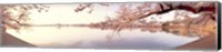Cherry blossoms at the lakeside, Washington DC Fine Art Print