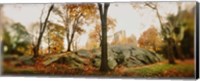 Trees in a park, Central Park, Manhattan, New York City, New York State, USA Fine Art Print