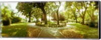 Trees in a park, McCarren Park, Greenpoint, Brooklyn, New York City, New York State, USA Fine Art Print