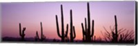 Landscape of Saguaro National Park, Tucson, Arizona Fine Art Print