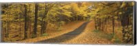 Autumn Road, Emery Park, New York State, USA Fine Art Print